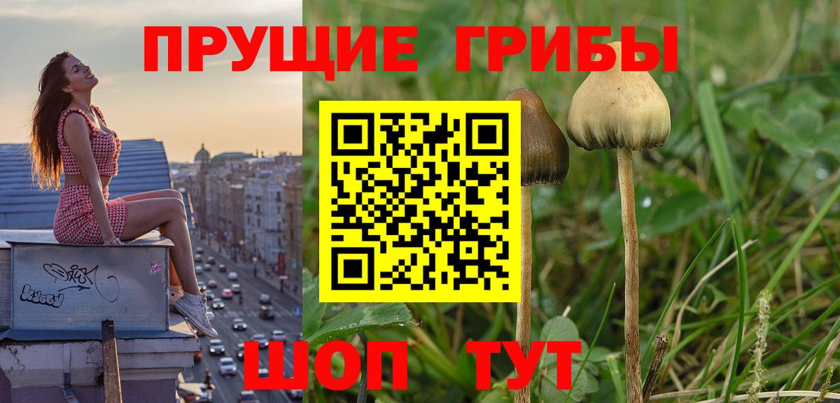 Галлюциногенные грибы Cubensis Алексеевка