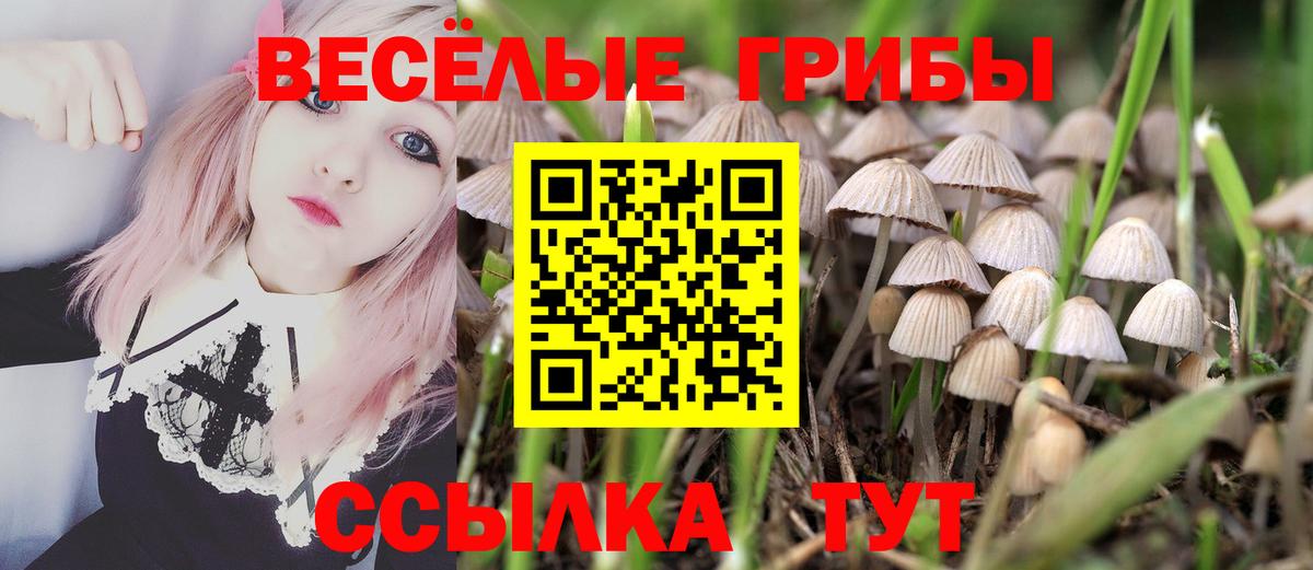 Галлюциногенные грибы Psilocybe  Вход с VPN  Алексеевка 